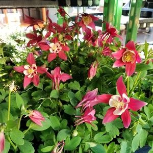 Meet your Posher, Lila